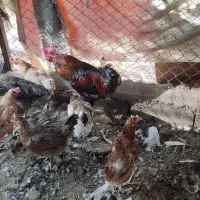 مرغ خروس|حیوانات مزرعه|شیراز, داریون|دیوار
