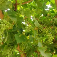 انگور محلی جهت گرفتن ابغوره