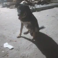 سگ گمشده