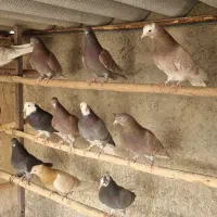 کفترخوب|پرنده|باقرشهر, |دیوار
