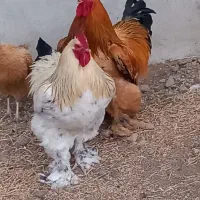 خوروس برهما