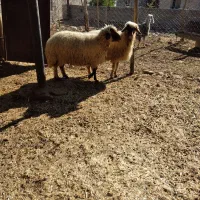 دوراس گوسفند چاق چاق|حیوانات مزرعه|پلدختر, |دیوار