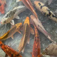 ماهی کوی ۵۰ سانتی اور سایز