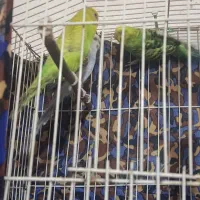 مرغ عشق معاوضه