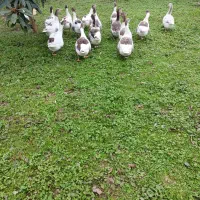 غاز محلی ، اردک اسرائیلی، مرغ و خروس محلی|حیوانات مزرعه|شاندرمن, |دیوار