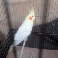 ماده