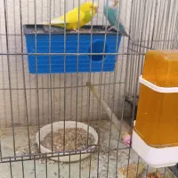 مرغ عشق مولد نر و ماده