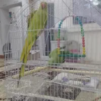 طوطی