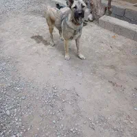 سگ نر ۹ ماهه|سگ|فردوسیه, |دیوار