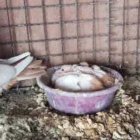 دم زرد کلاهی