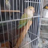 طوطی برزیلی ماده مست سخنگو
