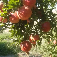 انار درجه یک