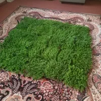 فروش تعدادی سبزه شمشادی|گل مصنوعی|قم, نیروگاه|دیوار