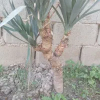 گل یوکا|حراج|گنبد کاووس, |دیوار