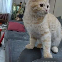 گربه پرشین dlh|گربه|کرمان, |دیوار