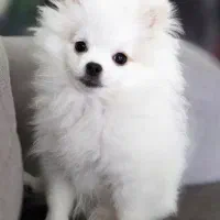 توله پامرانین