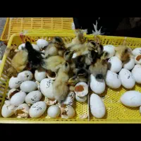 خدمات دستگاه جوجه کشی|حیوانات مزرعه|ایواوغلی, |دیوار