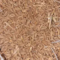 گندم تروتمیز دیمی