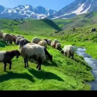 گوسفند زنده