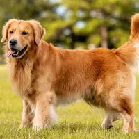 واگذاری سگ قبول میکنم