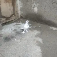 کبوتر|پرنده|تبریز, |دیوار