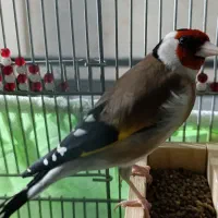 سهره ، سر سیاه ، استان فارسی