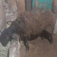 فروش شیشک