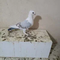 طاووسی|پرنده|مسجد سلیمان, |دیوار