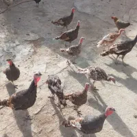 بوقلمون محلی|حیوانات مزرعه|دینور, |دیوار