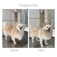 آموزش خصوصی اصلاح سگ‌ و گربه