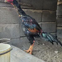 لاری اوشامو