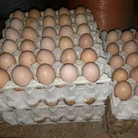 تخم مرغ محلی خوراکی و نطفه دار
