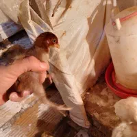 جوجه های پانزده روزه|حیوانات مزرعه|چوبر, |دیوار