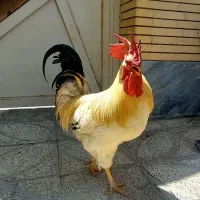 خروس سنگین وزن