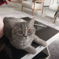 گربه بریتیش ۵ ماهه