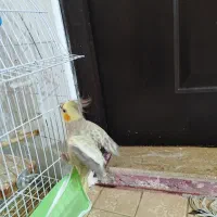 عروس هلندی|پرنده|تالش, تالش|دیوار