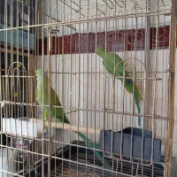 فروش ملنگو وعروس