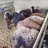 بره نر افشاری سرخ تعداد 4راس