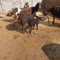 دوراس میش و بره غرل افشار|حیوانات مزرعه|بروجرد, |دیوار