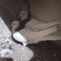 نرو ماده طوقی|پرنده|تربت‌حیدریه, ترمینال|دیوار