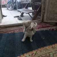 جفت جوجه سگ پامر خرسی روباهی گوش سیخ|سگ|زابل, |دیوار