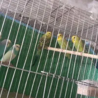 معاوضه با طوطی برزیلی یا عروس دستی|پرنده|الوند, |دیوار