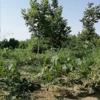 زمین 400 متر درروستای النگ