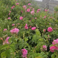 فروش گل محمدی