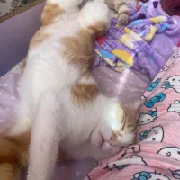 واگذاری گربه|گربه|تهران, سازمان آب|دیوار