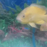 ماهی آکواریومی|ماهی|ایرانشهر, |دیوار