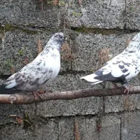 کفتر تهرانی شناسنامه دار