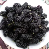 توت سیاه تازه