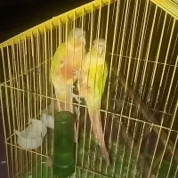 طوطی گرینجیک