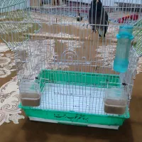 مینا افغانی قیمت 2/500